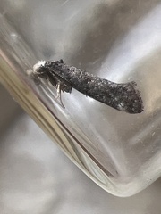 Swammerdamia pyrella