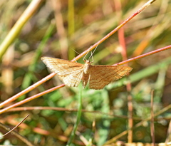 Idaea ochrata