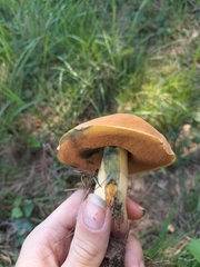 Suillellus luridus