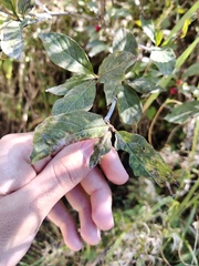 Lonicera alpigena
