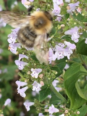 Bombus