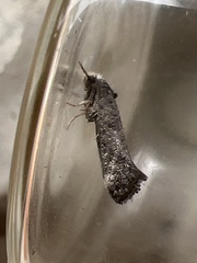 Swammerdamia pyrella