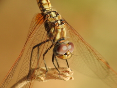 Trithemis annulata