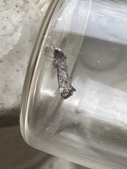Swammerdamia pyrella