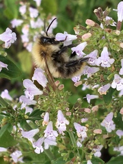 Bombus
