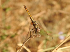 Trithemis annulata