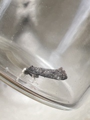 Swammerdamia pyrella
