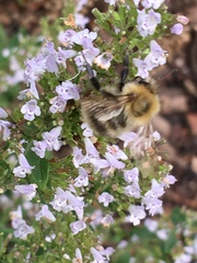 Bombus