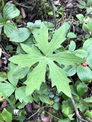 Petasites frigidus palmatus