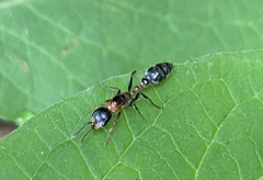Pseudomyrmex gracilis