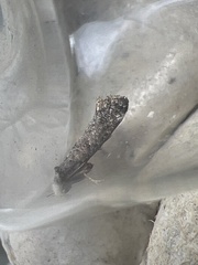 Swammerdamia pyrella