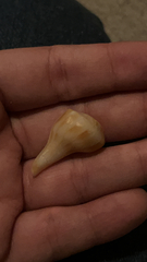 Sinistrofulgur sinistrum