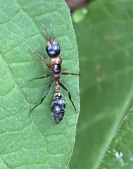 Pseudomyrmex gracilis