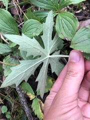 Petasites frigidus palmatus