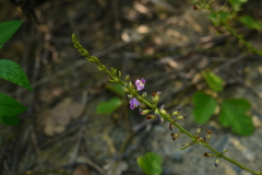 Tadehagi triquetrum