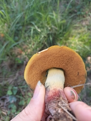 Suillellus luridus