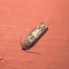 Spilonota ocellana