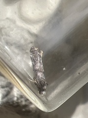 Swammerdamia pyrella