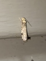 Tinea apicimaculella