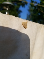 Protodeltote albidula