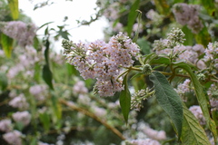 Buddleja officinalis