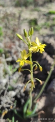 Bulbine praemorsa