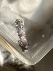 Swammerdamia pyrella