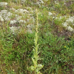 Verbascum densiflorum