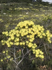 Leucadendron gandogeri