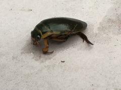 Dytiscus marginalis
