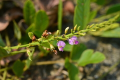 Tadehagi triquetrum