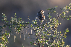 Cisticola subruficapilla