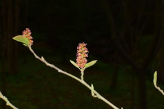 Fortunearia sinensis