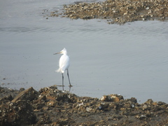 Egretta garzetta