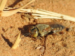 Tachytes