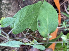 Pseudomyrmex gracilis