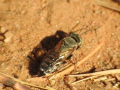 Tachytes