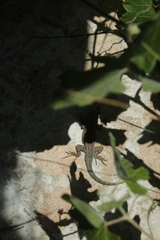 Uta stansburiana elegans