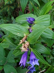 Gentiana asclepiadea