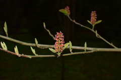 Fortunearia sinensis