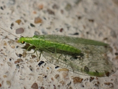 Chrysoperla carnea