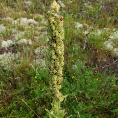 Verbascum densiflorum