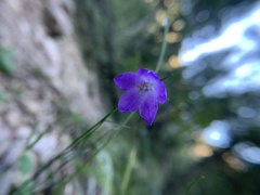 Campanula rotundifolia