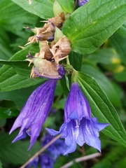 Gentiana asclepiadea