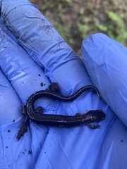 Caudata