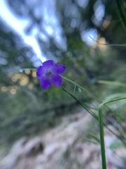 Campanula rotundifolia
