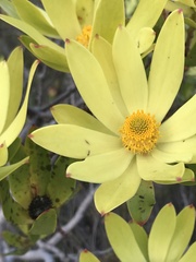 Leucadendron gandogeri