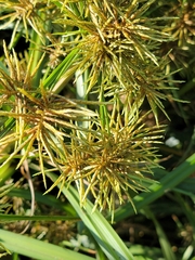 Cyperus odoratus