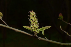 Fortunearia sinensis