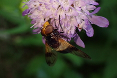 Volucella pellucens